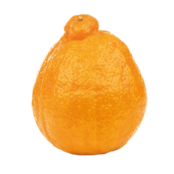 Minneola
