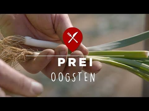 Egyptian leek