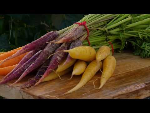 Carrot