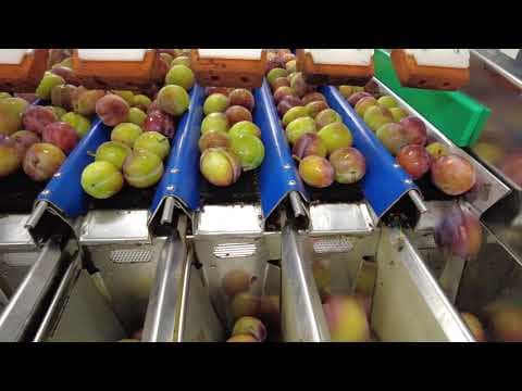 Plums