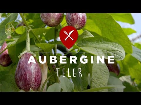 Witte aubergine