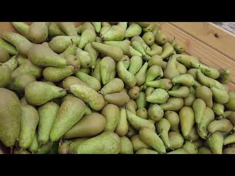 Conference pear