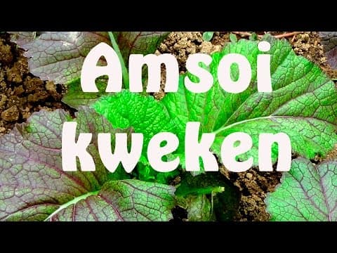 Amsoi