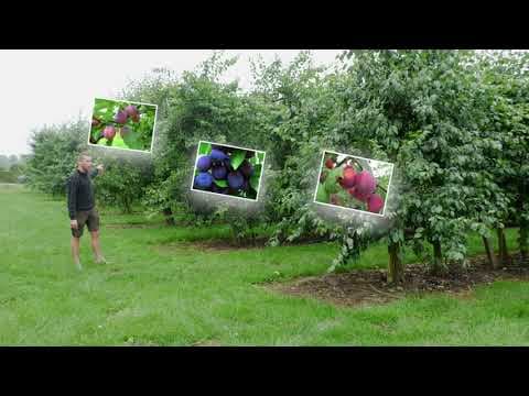 Plums