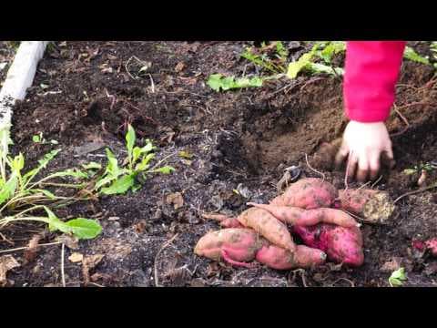 Zoete aardappel (bataat)