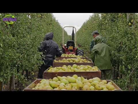Xenia® peer