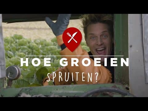 Sprouts