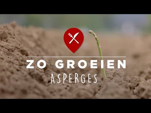 Green asparagus