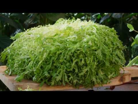 Gele frisée