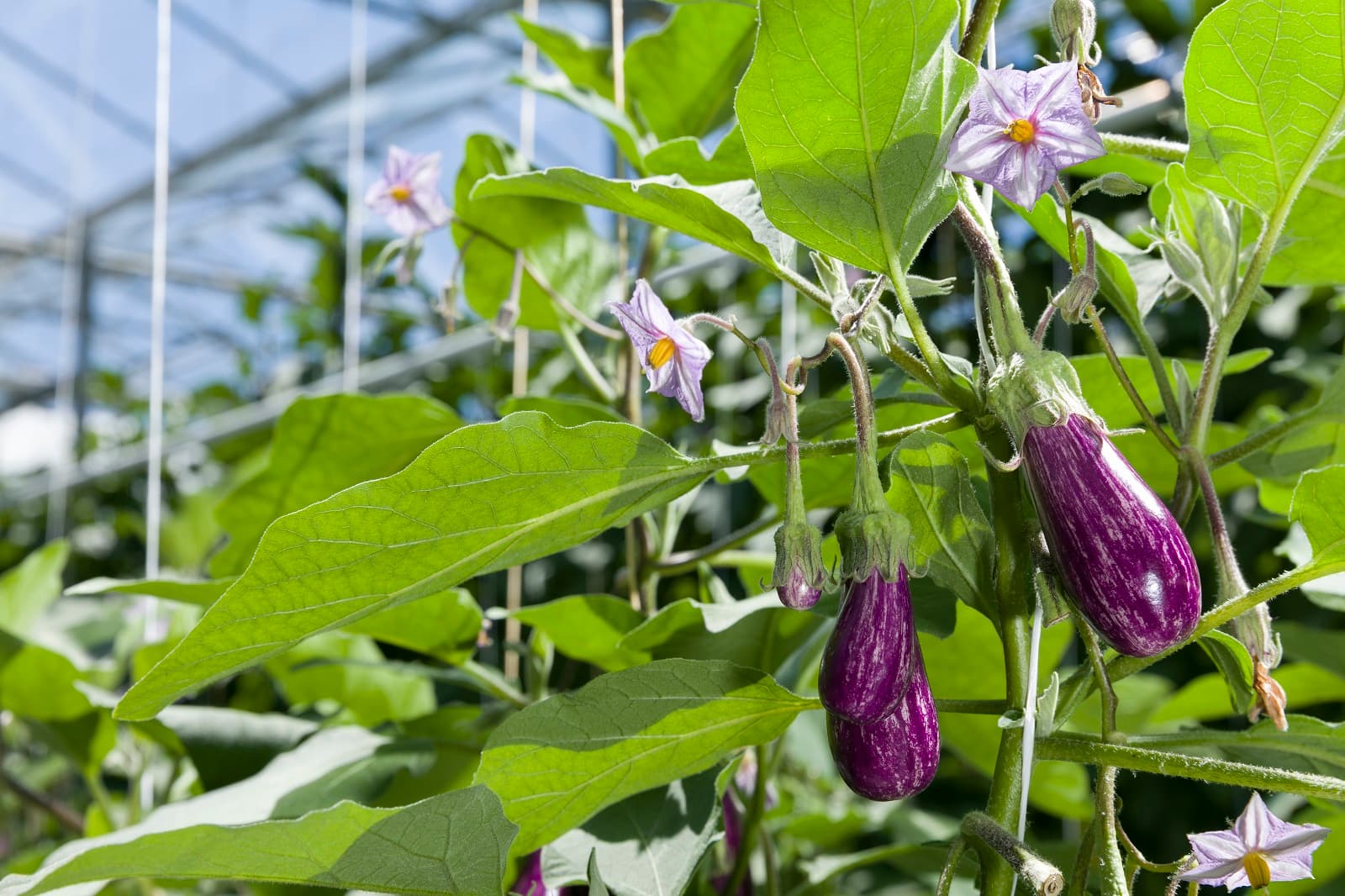 <h1>Ga voor paars met de verrassend lekkere en vezelrijke aubergine!</h1>