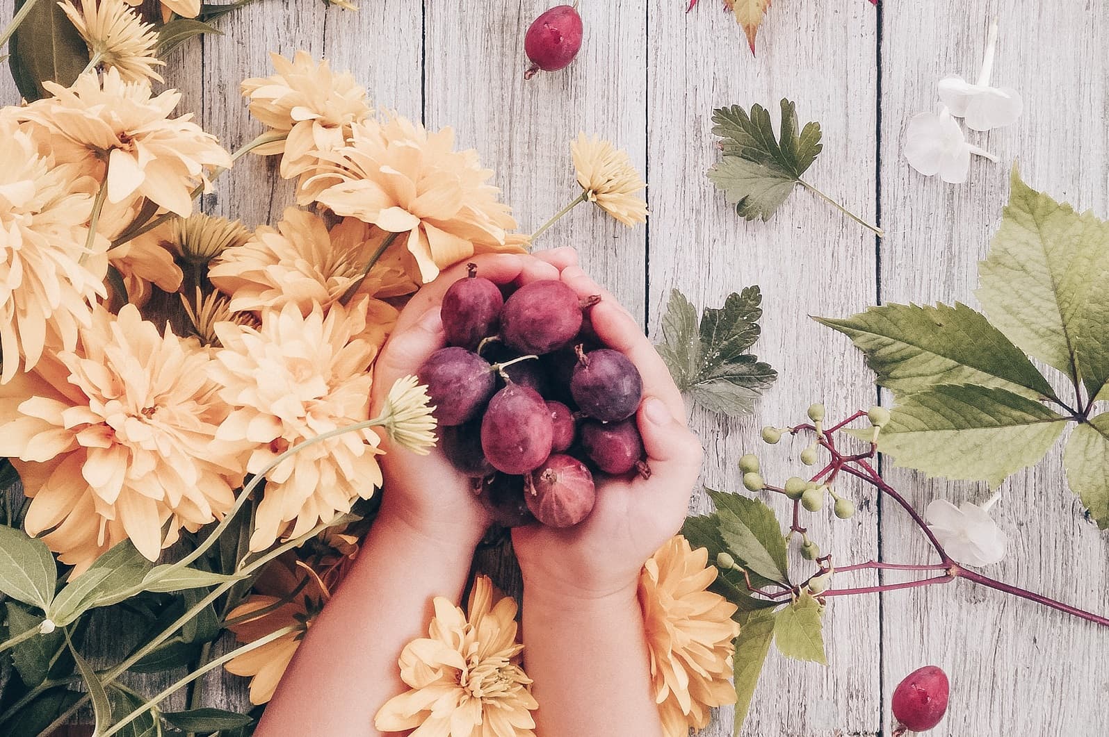 <h1>QUIZ: Hoeveel pruimen tellen als één stuk fruit? </h1>