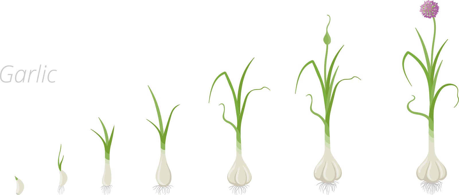 <h1>Hoe groeit knoflook?</h1>