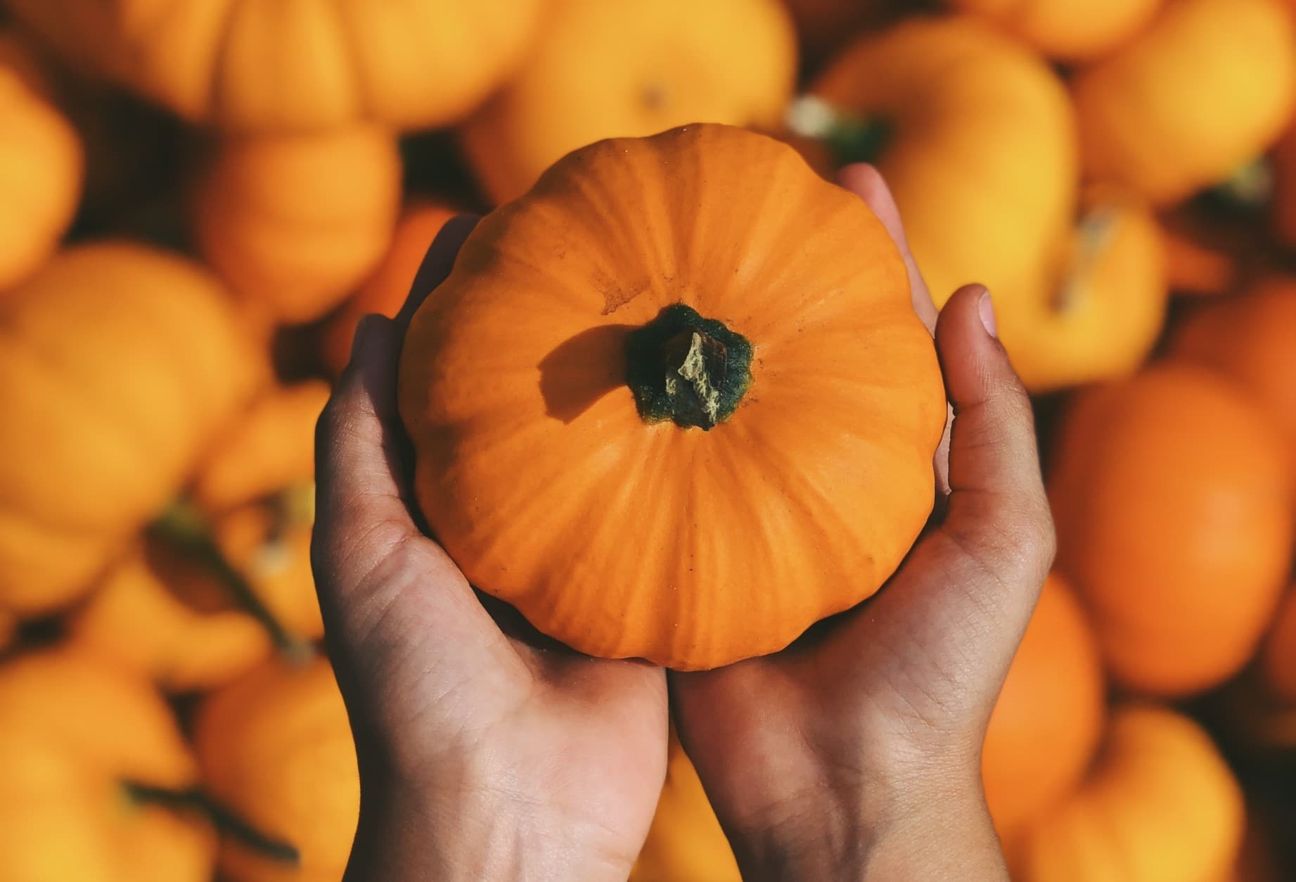 Kürbis: der Star von Halloween