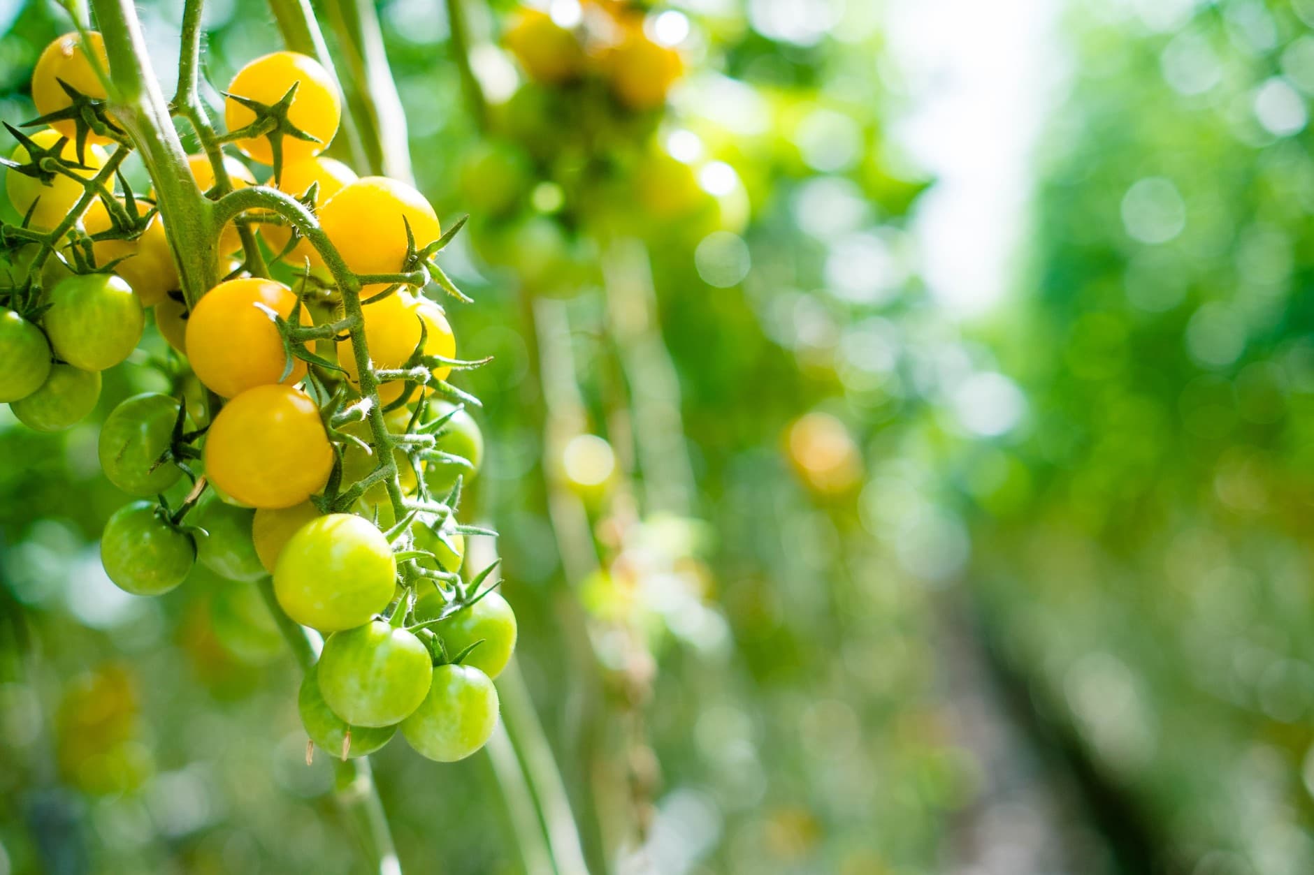 <h1>Ontdek de wereld achter jouw groenten tijdens Kom in de Kas</h1>