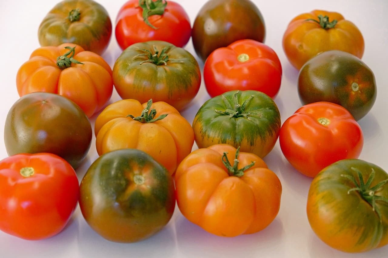 <h1>Tomaten in alle soorten en maten </h1>