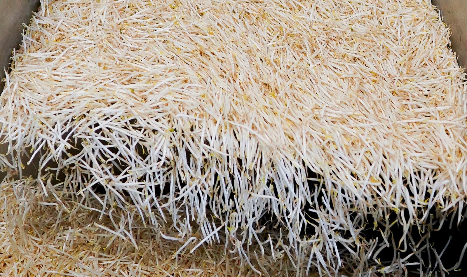 <h1>Alles over taugé </h1>