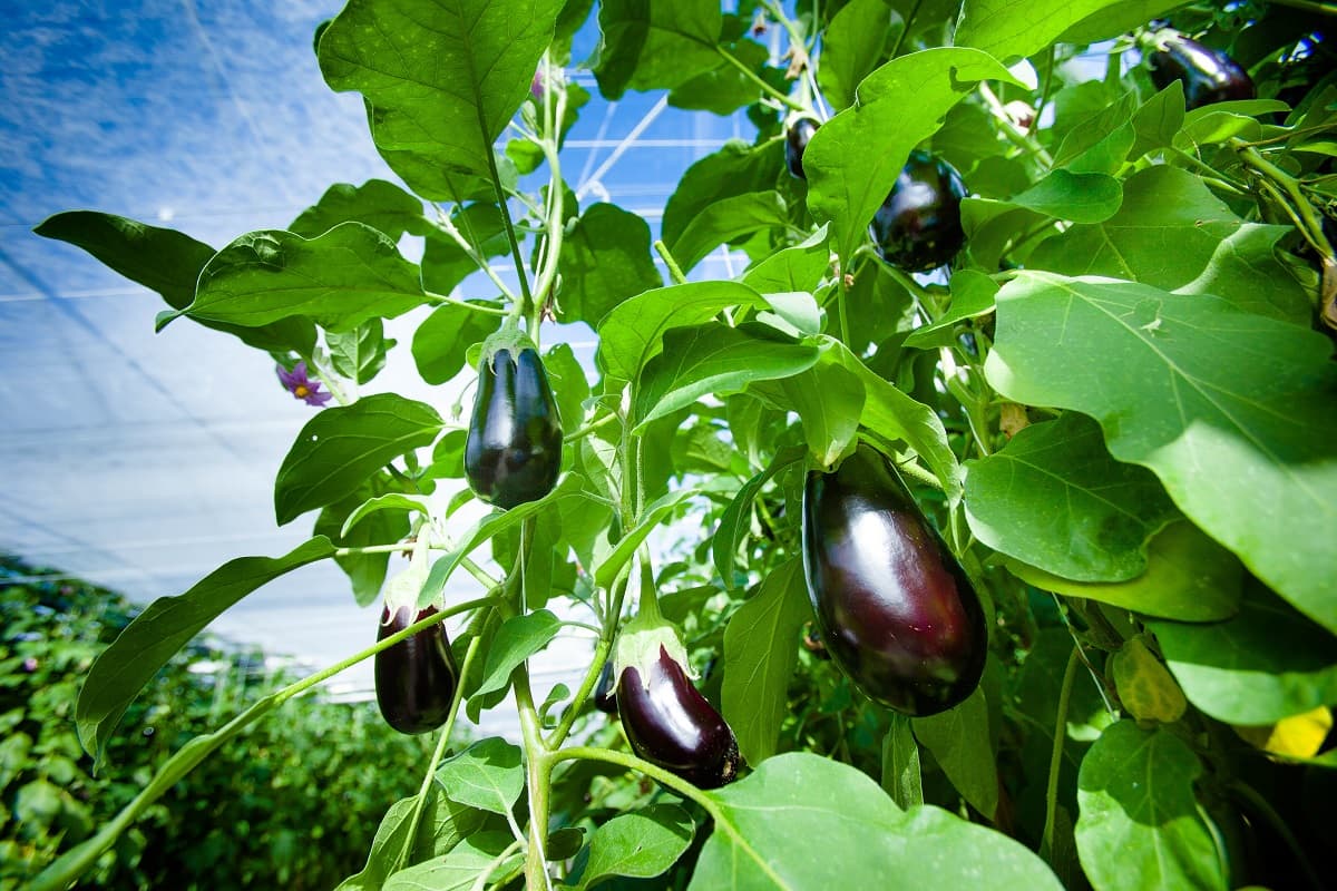 <h1>Vom Gewächshaus in die Küche: Überraschende Fakten über den niederländischen Gartenbau</h1>