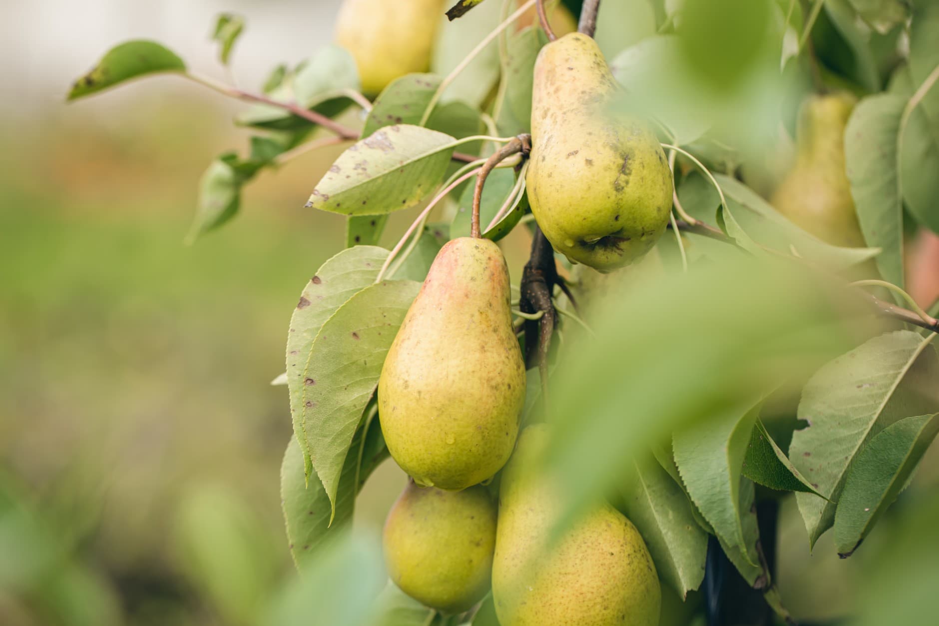 <h1>Van boomgaard tot bord: zo lekker zijn appels en peren</h1>