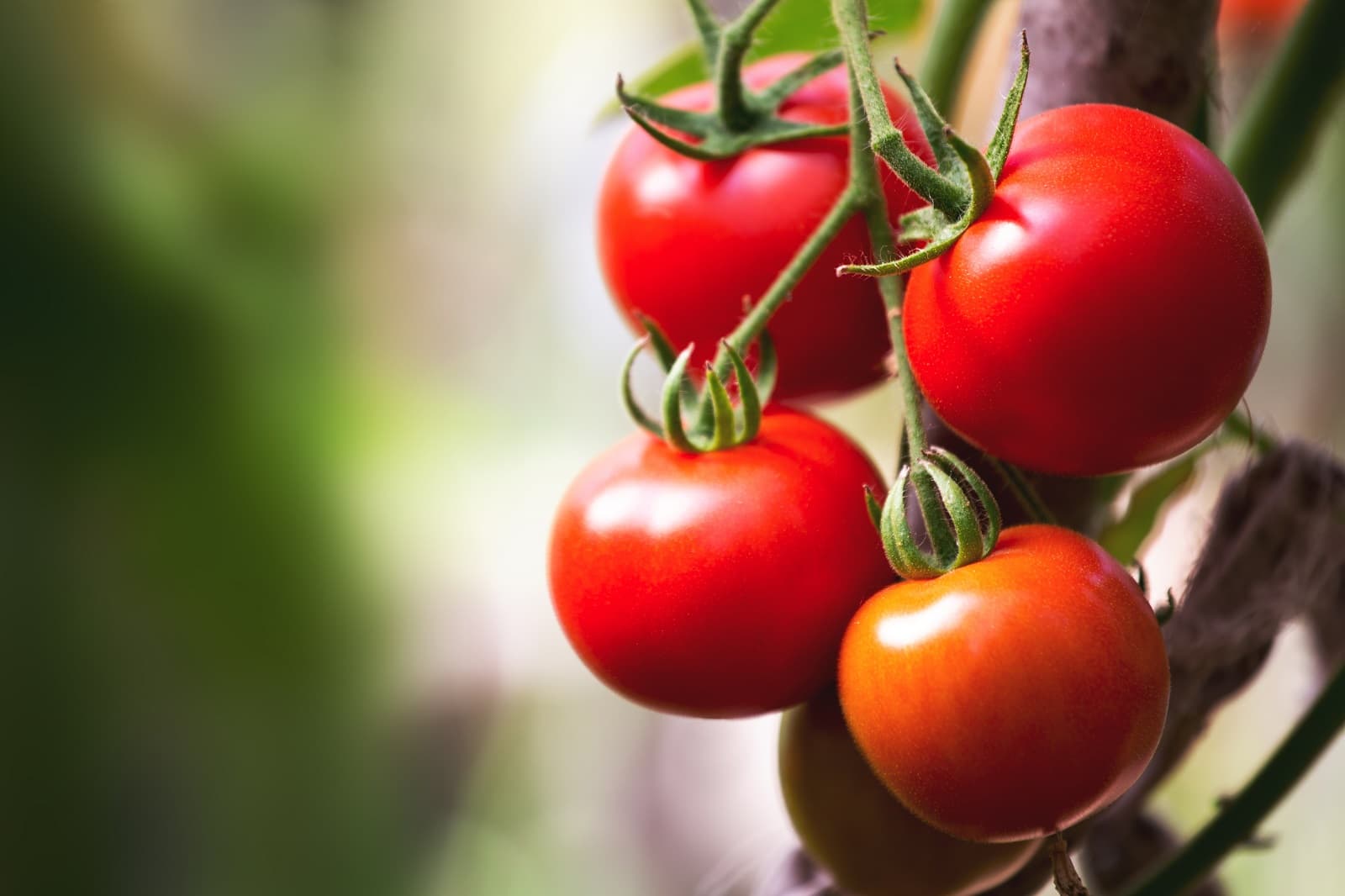 <h1>Tomaten: groeikampioenen en smaakmakers in alle soorten en maten</h1>