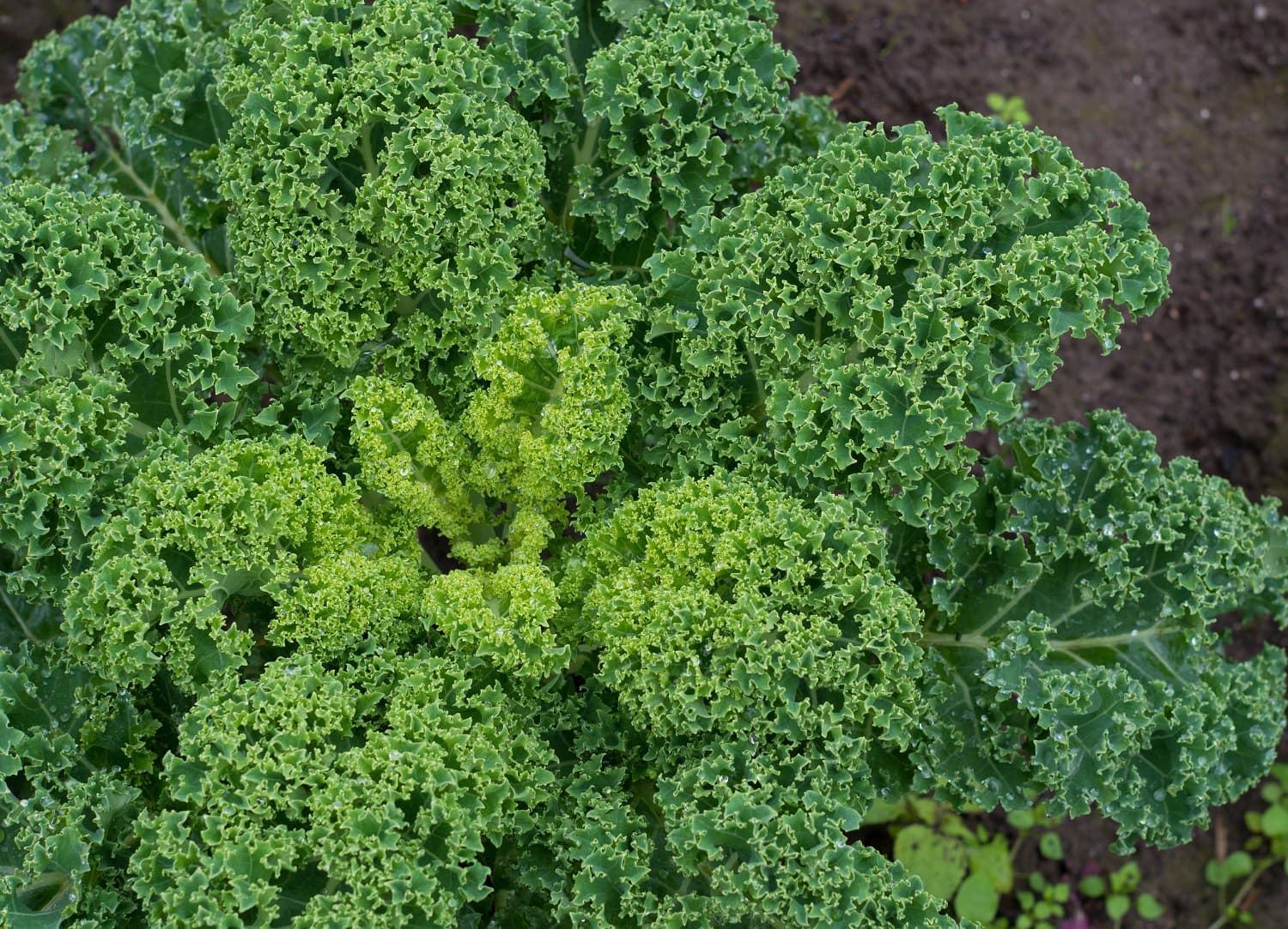 <h1>Een groene start</h1>