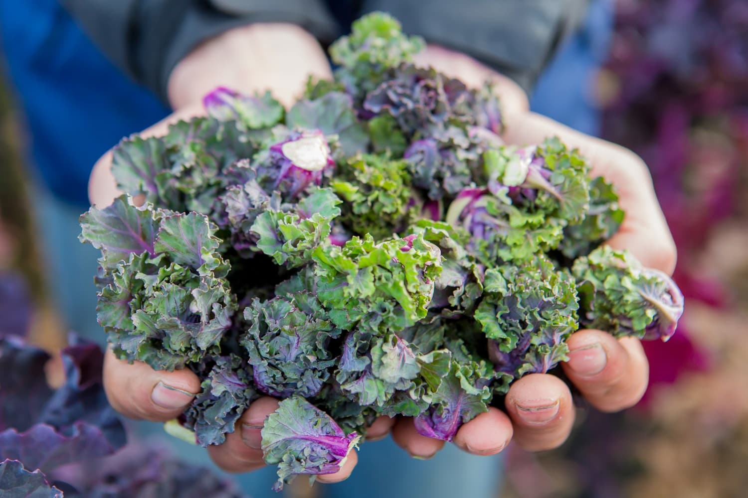 <h1>Ga voor Paars met Kalettes</h1>