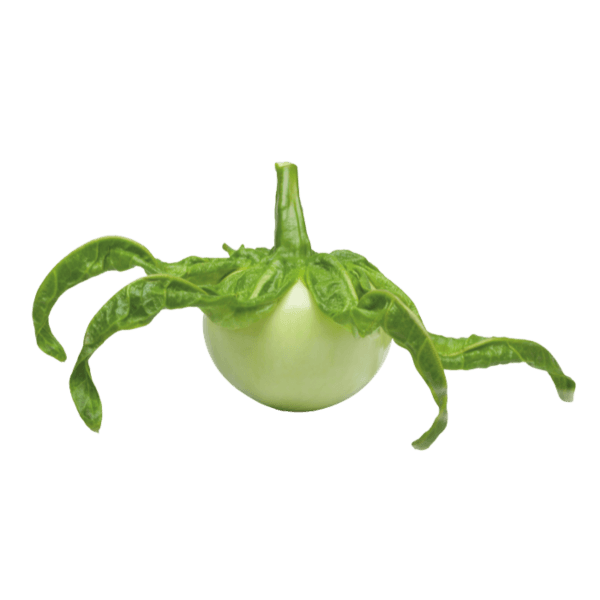 Antroewa