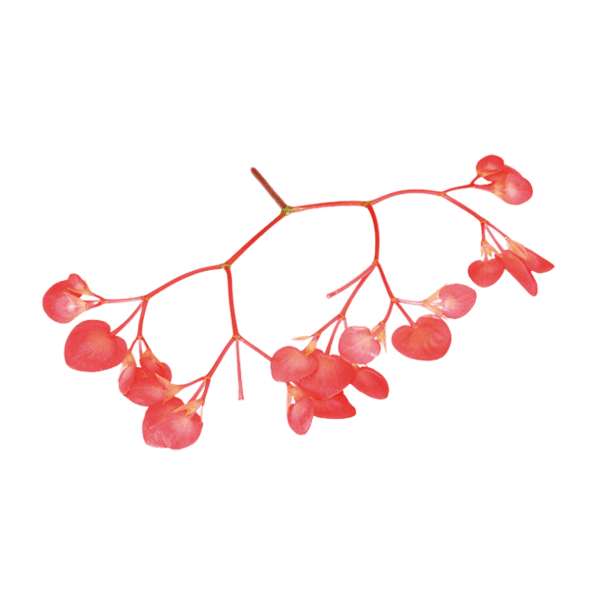 Apple Blossom