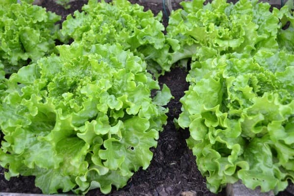 Batavia lettuce