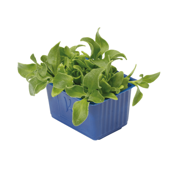 BlinQ Cress