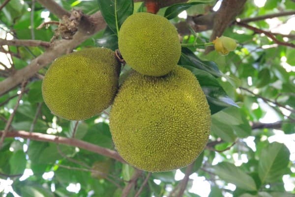 Breadfruit