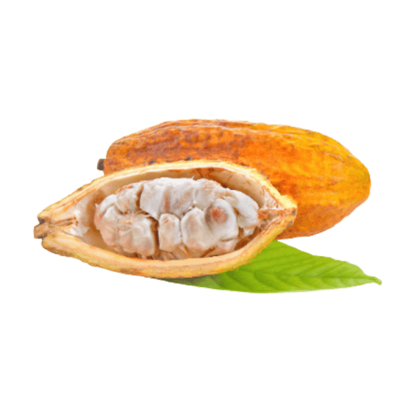 Cacao fruit