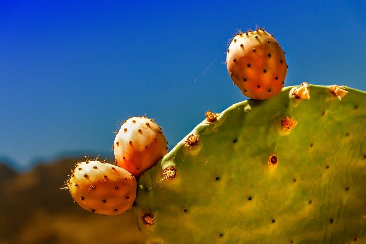 <h1>Ontdek de cactusvijg: een stekelige vrucht vol verrassingen</h1>