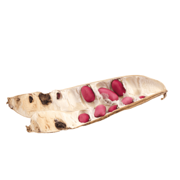 Canavaliabonen (Jackbonen)