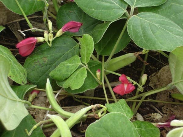 Canavaliabonen (Jackbonen)