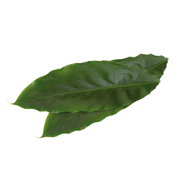 Cardamom Leaves