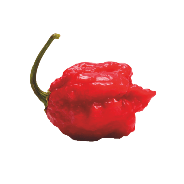 Carolina Reaper peper