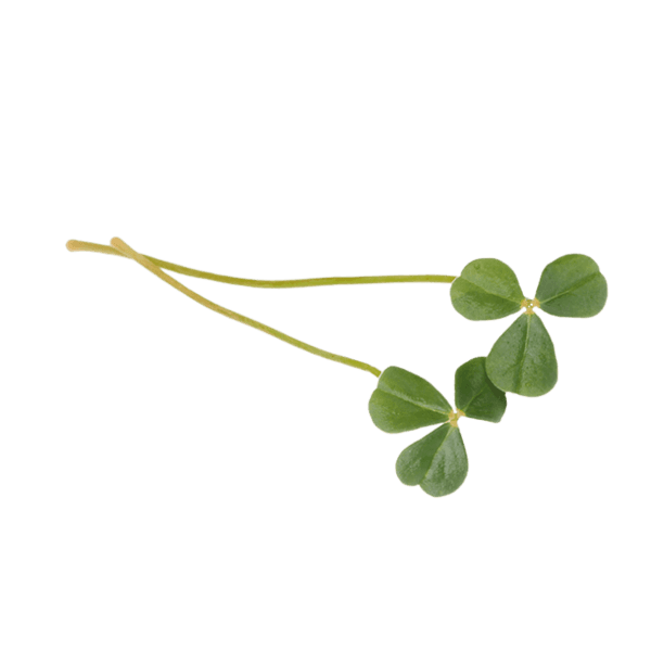 Citra Leaves®