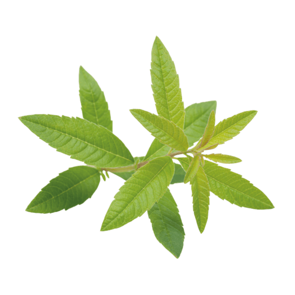 Citroenverbena