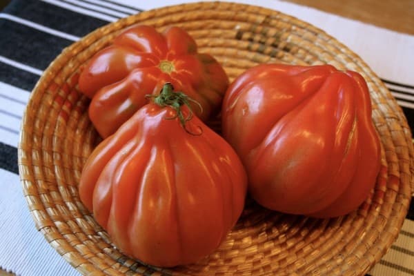 Coeur de Boeuf tomaten