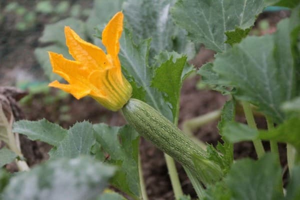 Courgette Fleur