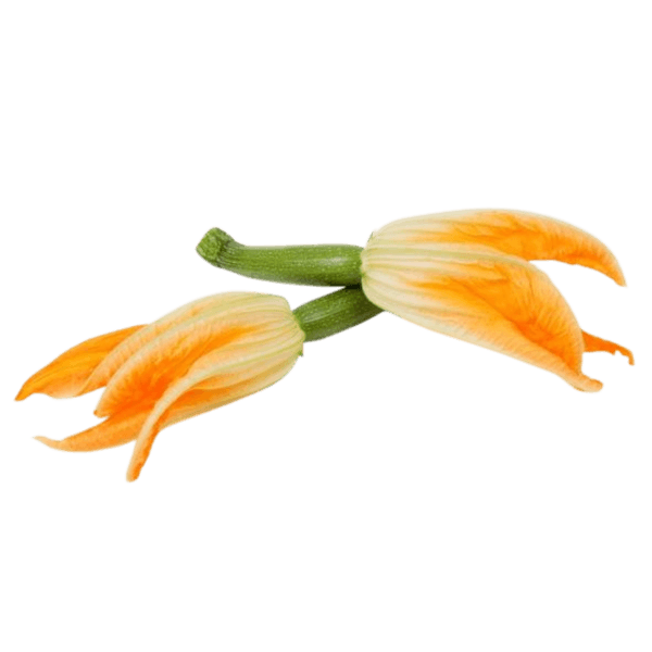 Courgette Fleur
