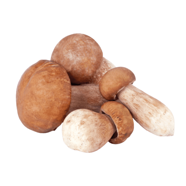 Eekhoorntjesbrood