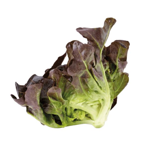 Eikenbladsla