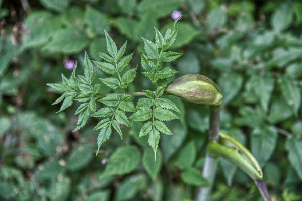 Engelwortel
