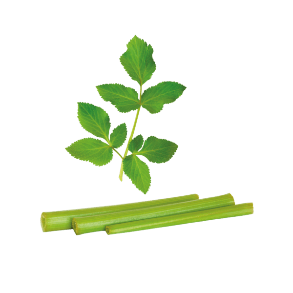 Engelwortel