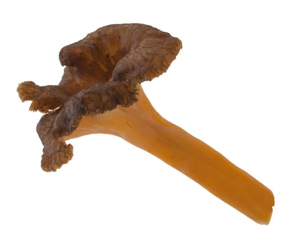 Yellow funnel chanterelle