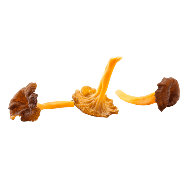 Yellow funnel chanterelle