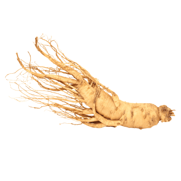 Ginsengwortel