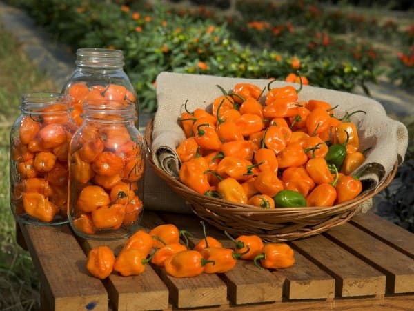 Habanero peper