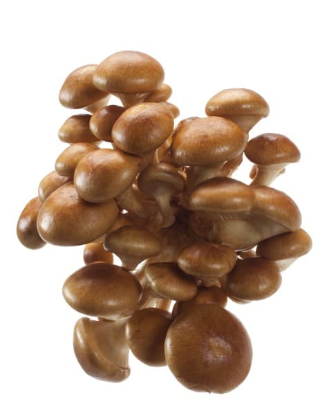 Japanse Bundelzwam (Nameko)